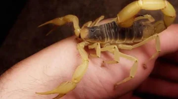 تفسير حلم وجود عقارب في المنزل يكشف عن وجود أذى محتمل من شخص مقرب 1